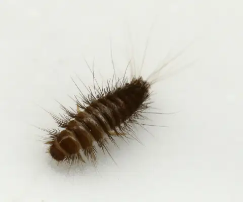 Désinsectisation guèpes à Voiron