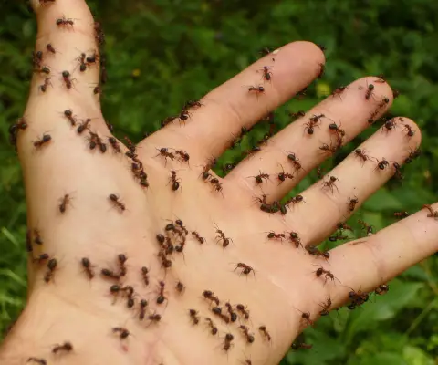 Nids de fourmis à Voiron