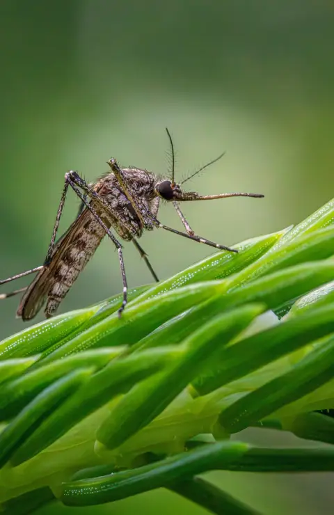 Moustique à Voiron