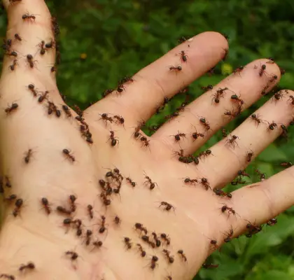 Traitement fourmis à Voiron